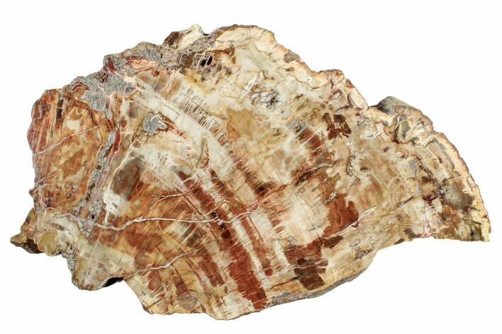 Bargain, Petrified Wood (Araucaria) Slab - Madagascar #253618